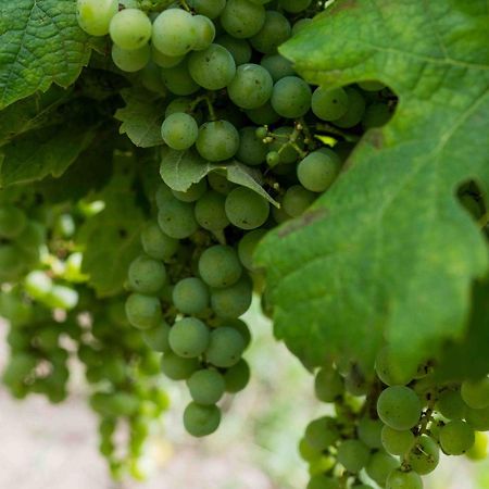 Clos De La Barbanne Montagne  Εξωτερικό φωτογραφία